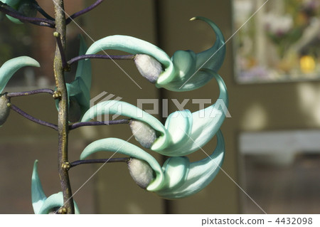 綠玉藤 春天 春 4432098