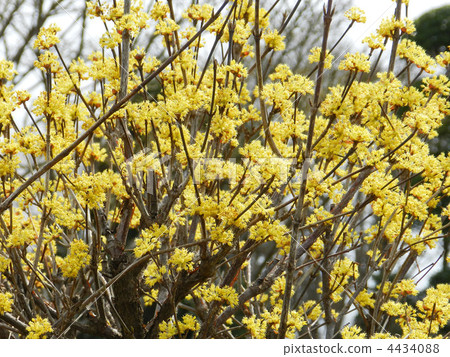 Sanshuyu（Yamushi） 4434088