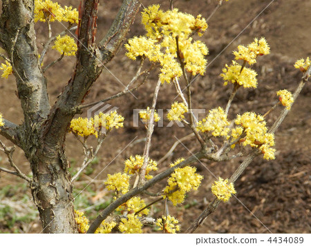 Sanshuyu(Yamushi) Sanshuyu(Yamushi) 4434089