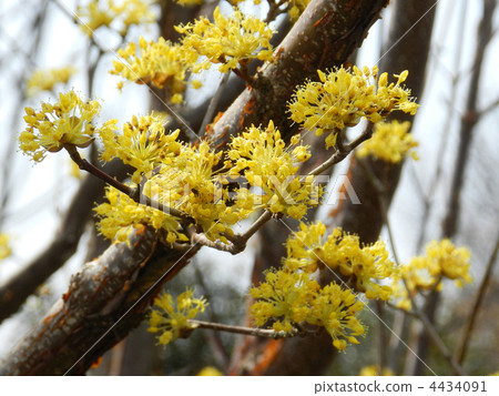 Sanshuyu (Yamushi) 4434091