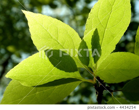 Leaf shadow Leaf shadow 4434254