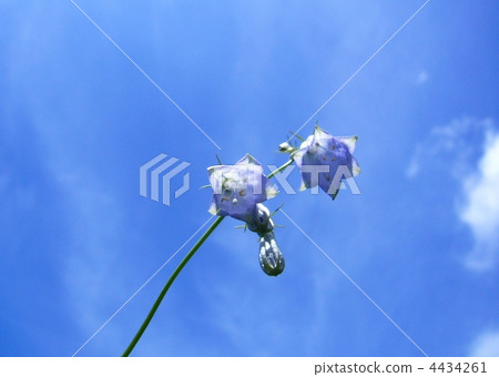 Tuliganinjin Tuliganinjin 4434261