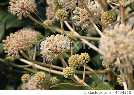 花和芽 花和芽 4434558