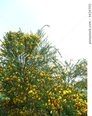 謎在盛開 4434705