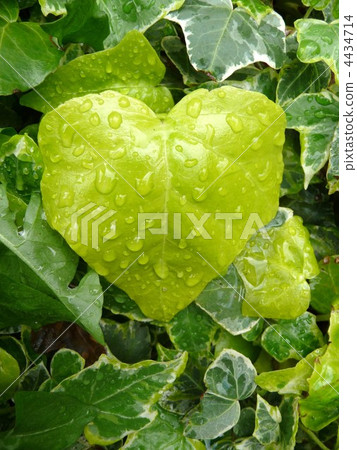 Heart shaped leaves 4434714