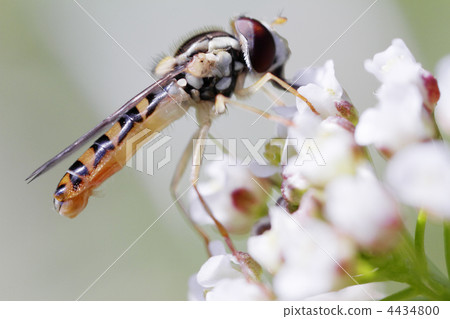 Hanaab的一種肖像2 4434800