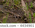 Tonosawa frog 4434901