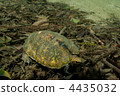 Japanese turtle 4435032