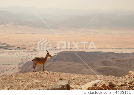 Ibex on the cliff. 4435151