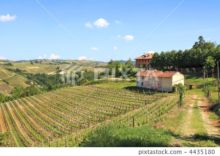 Old farmhouse and vineyards in northern Italy. 4435180