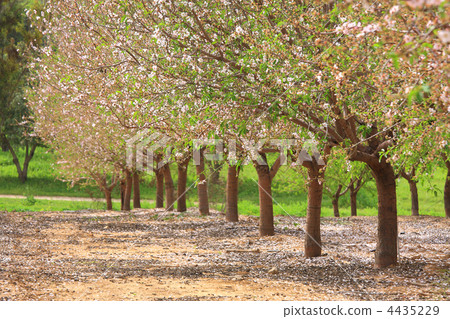 Trees in the garden at spring. 4435229