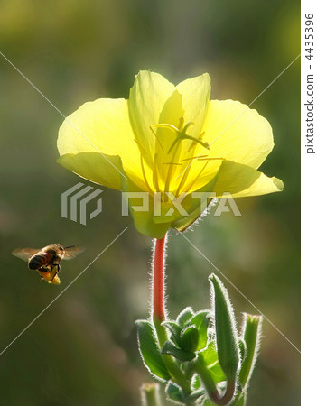 Bee flying towards yellow flower. 4435396