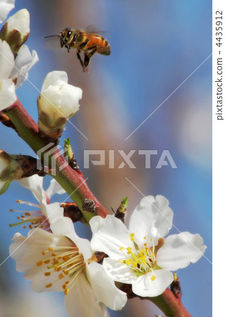 Bee flying over branch with almond flowers. 4435912