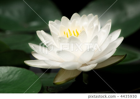White water lily. White water lily. 4435930