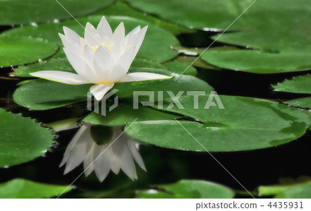 White water lily. White water lily. 4435931