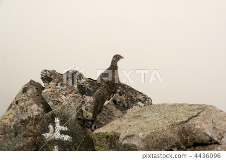 松雞 岩石松雞 穗高岳 4436096