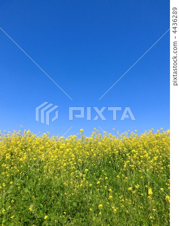 油菜花 油菜 油菜花田 4436289