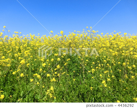 rape, rape blossoms, field of rapeseed 4436292