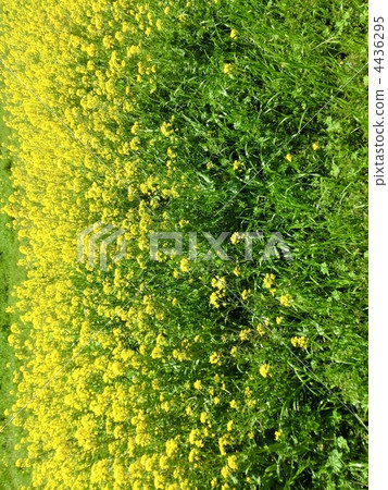 油菜花 油菜 油菜花田 4436295