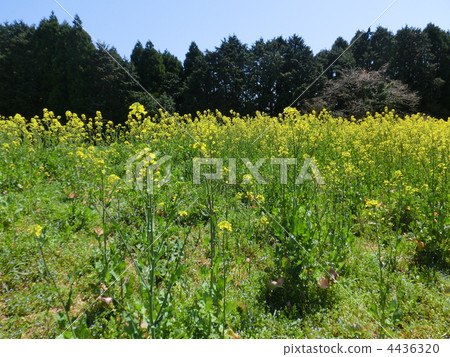 油菜花 油菜 油菜花田 4436320