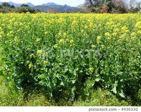 rape, rape blossoms, field of rapeseed 4436330
