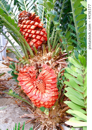 Spotted beetle Spotted beetle 4436377