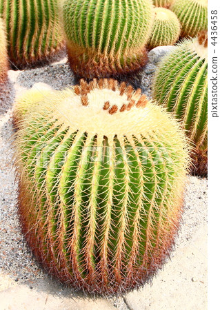 Cactus Cactus 4436458