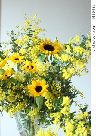 插花藝術 含羞草 花束 4436487