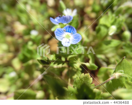 波斯婆婆納 嬰兒的藍眼睛 唐草天神節 4436488