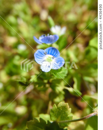 野草 雜草 波斯婆婆納 4436490