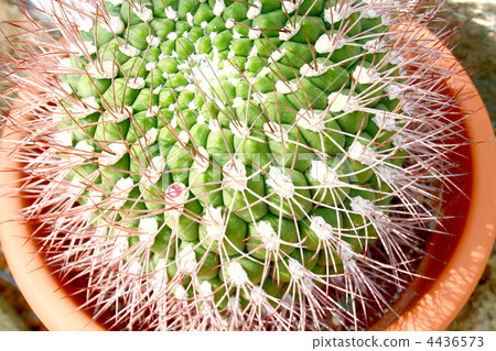 仙人掌 仙人掌 4436573