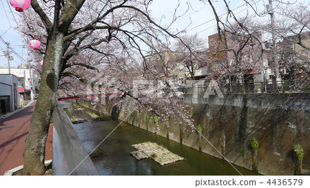 Tokyo Shakujii River Sakura Hanami Tokyo Shakujii River Sakura Hanami 4436579
