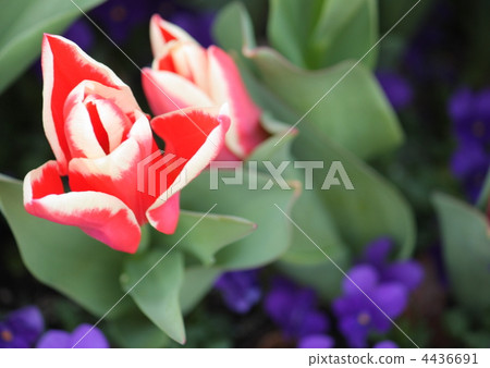 Red tulip Red tulip 4436691