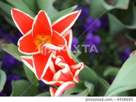 紅色鬱金香 紅色鬱金香 4436693