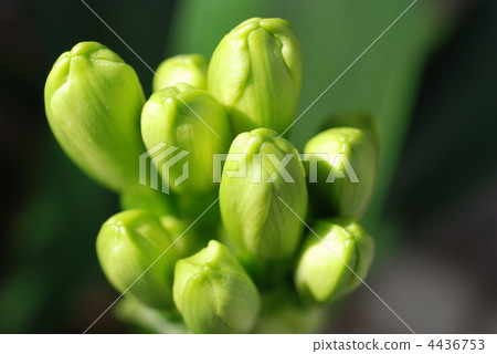 等待開花 4436753