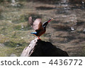 翠鳥 玉 翡翠 4436772