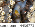 繡眼鳥 野生鳥類 野鳥 4436773