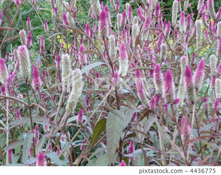 Celosia 4436775