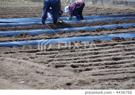 Spring farm work Preparation for vegetable preparation Elder cow field job Spring farm work Preparation for vegetable preparation Elder cow field job 4436788