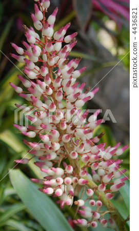 porutea-aratisepara, bloom, blossom 4436821