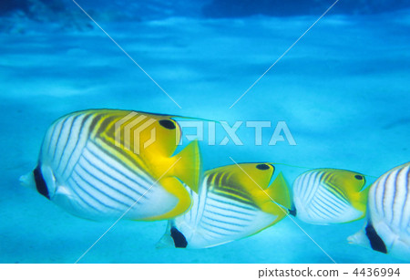 A row of spiny butterflies A row of spiny butterflies 4436994