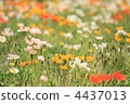 罌粟花田 4437013