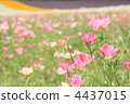 柔和的顏色花園 4437015