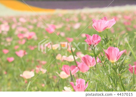 Pastel color flower garden Pastel color flower garden 4437015
