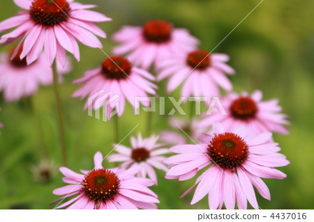 Echinacea Echinacea 4437016
