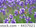 薰衣草和蜜蜂 4437021