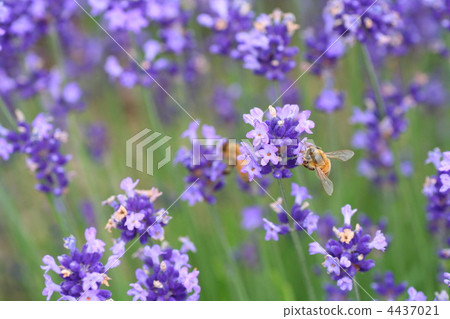 Lavender and bees 4437021