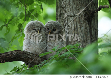 Friends Owl 4437024