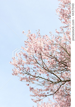 Sakura (Edo Higani) Vertical 4437040