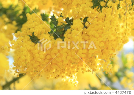 Mimosa Mimosa 4437478